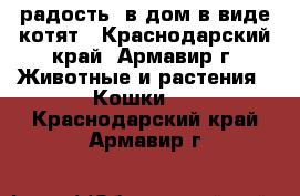 радость  в дом в виде котят - Краснодарский край, Армавир г. Животные и растения » Кошки   . Краснодарский край,Армавир г.